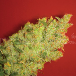 Jack La Mota (Medical Seeds)