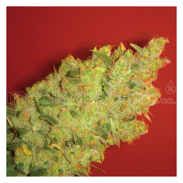 Jack La Mota (Medical Seeds)