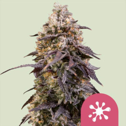 Semillas feminizadas Sticky Queen de Royal Queen Seeds