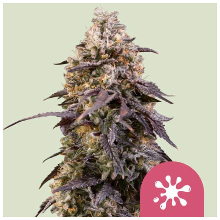 Semillas feminizadas Sticky Queen de Royal Queen Seeds