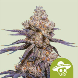 Semillas autoflorecientes Mexican Rush Auto de Royal Queen Seeds