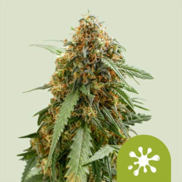 Semillas autoflorecientes Sticky Queen Auto de Royal Queen Seeds