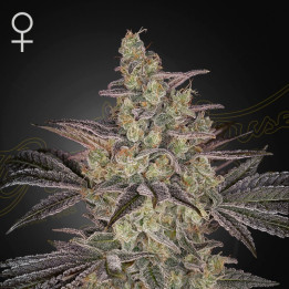 Semillas autoflorecientes Frosted Guava Auto de Green House Seeds