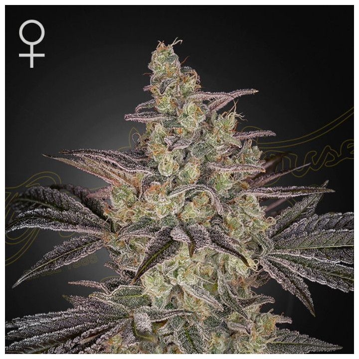 Semillas autoflorecientes Frosted Guava Auto de Green House Seeds