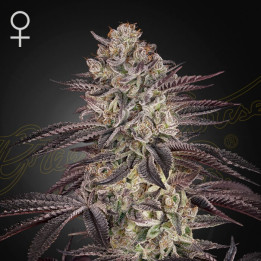 Semillas autoflorecientes Biscotti Auto de Green House Seeds