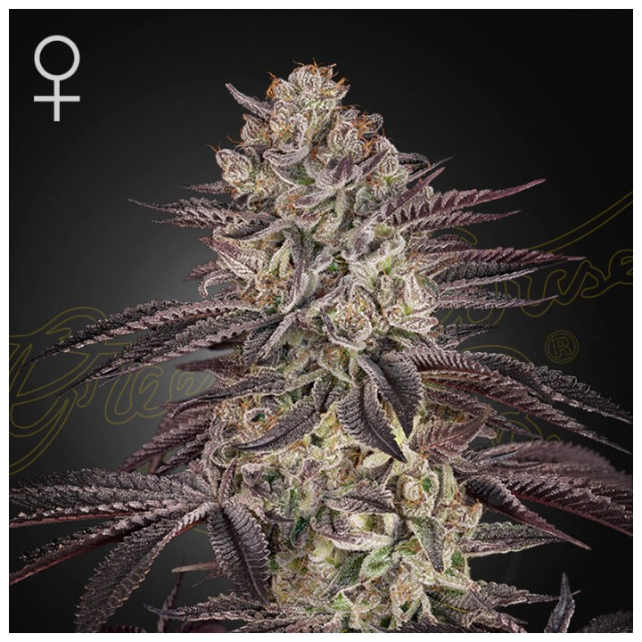 Semillas autoflorecientes Biscotti Auto de Green House Seeds
