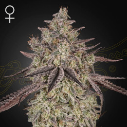 Semillas autoflorecientes Skywalker Auto de Green House Seeds
