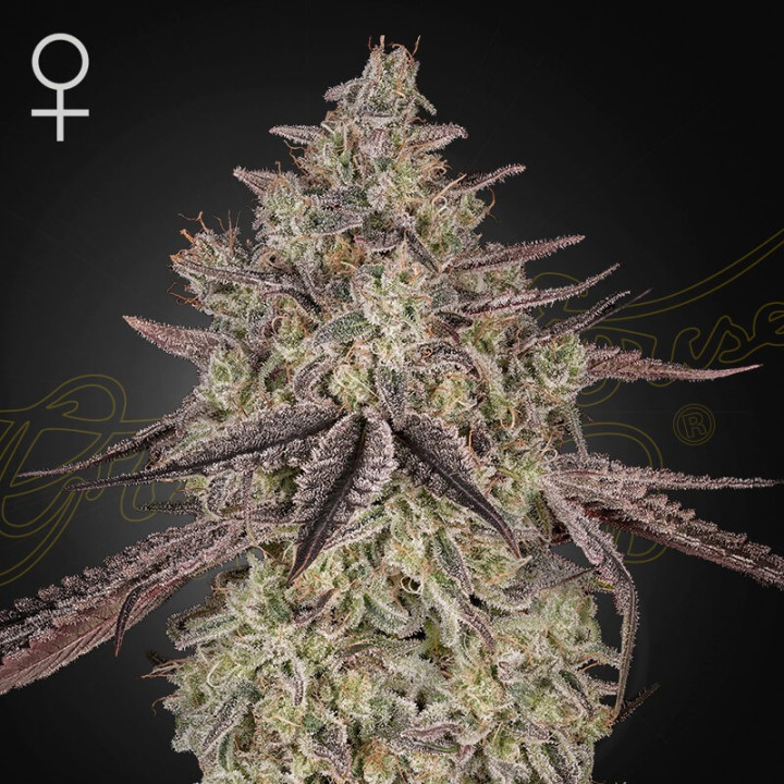 Semillas autoflorecientes Skywalker Auto de Green House Seeds