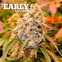 Semillas feminizadas Sunday Punch F1 de Delicious Seeds