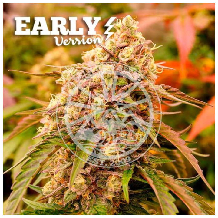 Semillas feminizadas Sunday Punch F1 de Delicious Seeds