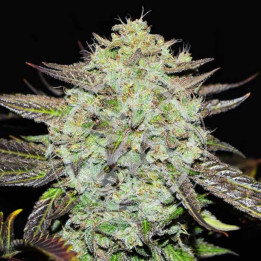 Semillas feminizadas Purple Mango Kush de Delicious Seeds