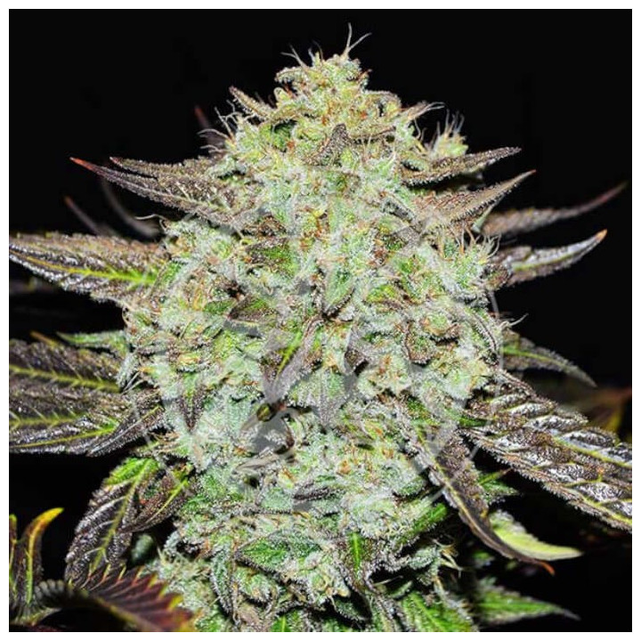 Semillas feminizadas Purple Mango Kush de Delicious Seeds