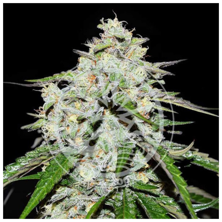 Semillas autoflorecientes Space Cookies Auto de Delicious Seeds