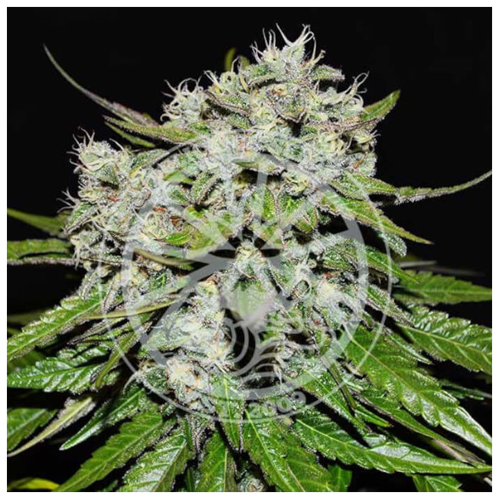 Semillas autoflorecientes Neville's Rose Auto de Delicious Seeds