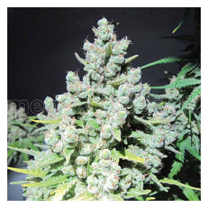 Malakoff (Medical Seeds)