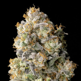 Semillas feminizadas Acai Mintz de Advanced Seeds