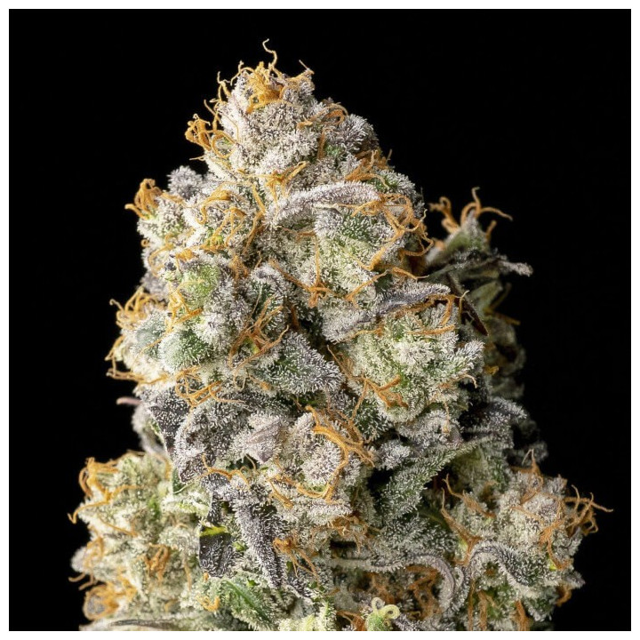 Semillas feminizadas Acai Mintz de Advanced Seeds