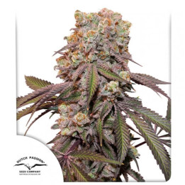 Semillas autoflorecientes Candy Bubatz XL Auto de Dutch Passion