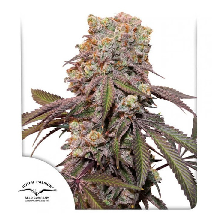 Semillas autoflorecientes Candy Bubatz XL Auto de Dutch Passion