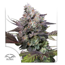 Semillas feminizadas Candy Bubatz XL de Dutch Passion