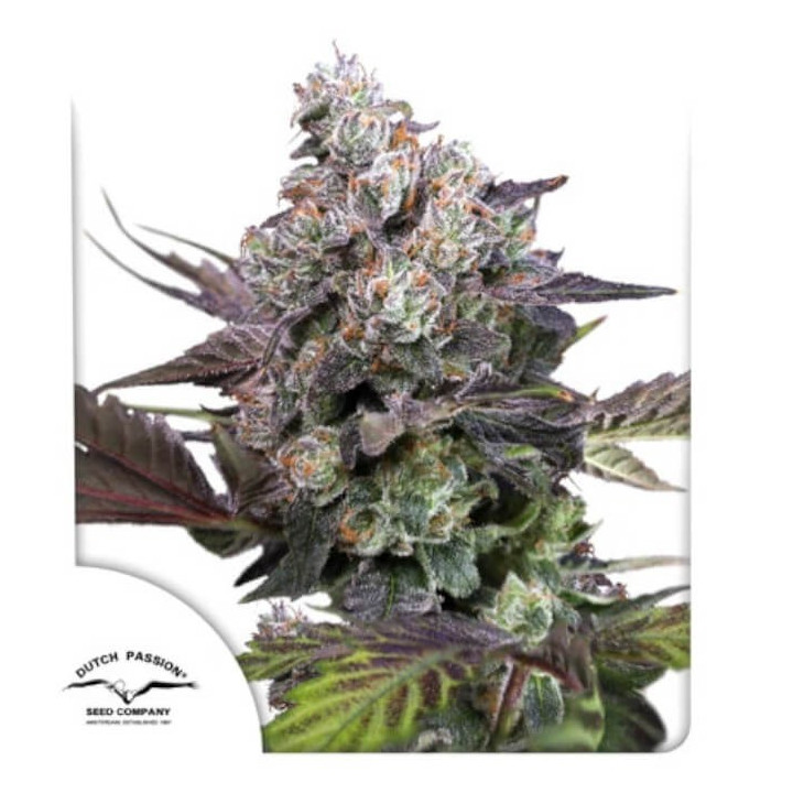 Semillas feminizadas Candy Bubatz XL de Dutch Passion