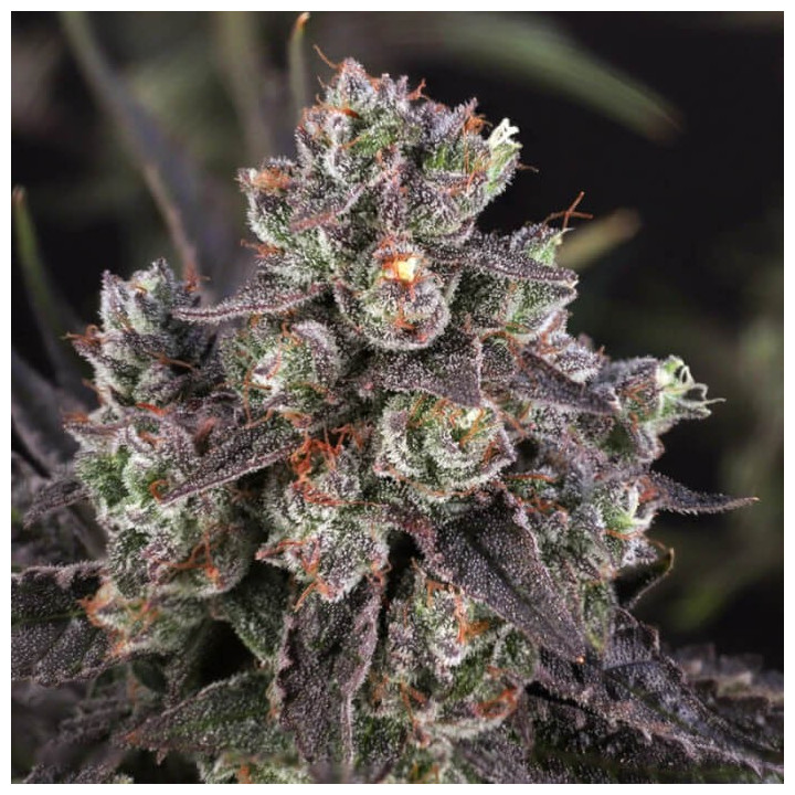 Semillas feminizadas Candy Bubatz XL de Dutch Passion