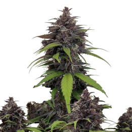 Semillas autoflorecientes Purple Haze Auto de Fastbuds