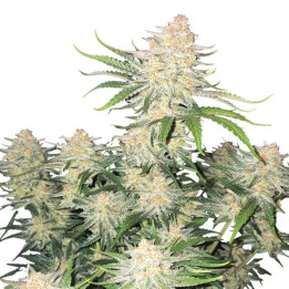 Semillas autoflorecientes Frostbanger Auto de Fastbuds