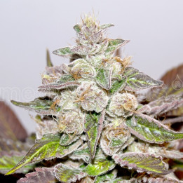 Mendocino Purple Kush (Medical Seeds)
