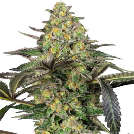 Semillas feminizadas Grapevine Candy de Sensi Seeds