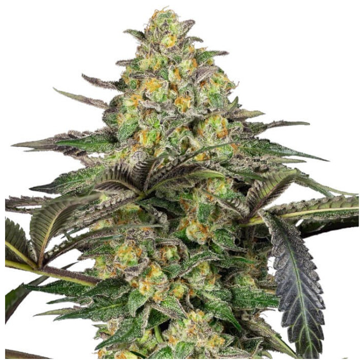 Semillas feminizadas Grapevine Candy de Sensi Seeds