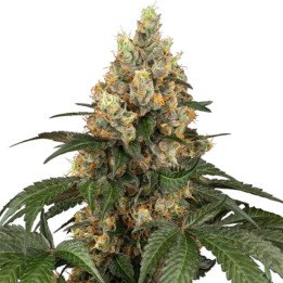 Semillas feminizadas Chocolate Rainbow XXL de Sensi Seeds