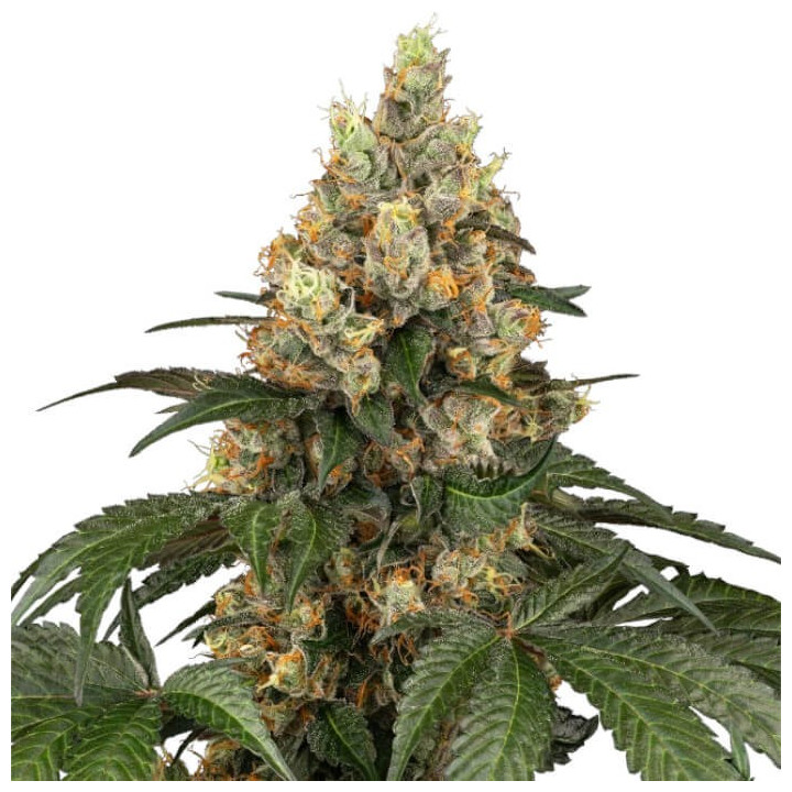 Semillas feminizadas Chocolate Rainbow XXL de Sensi Seeds