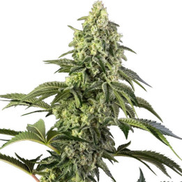Semillas feminizadas Cosmic Kiss de Sensi Seeds