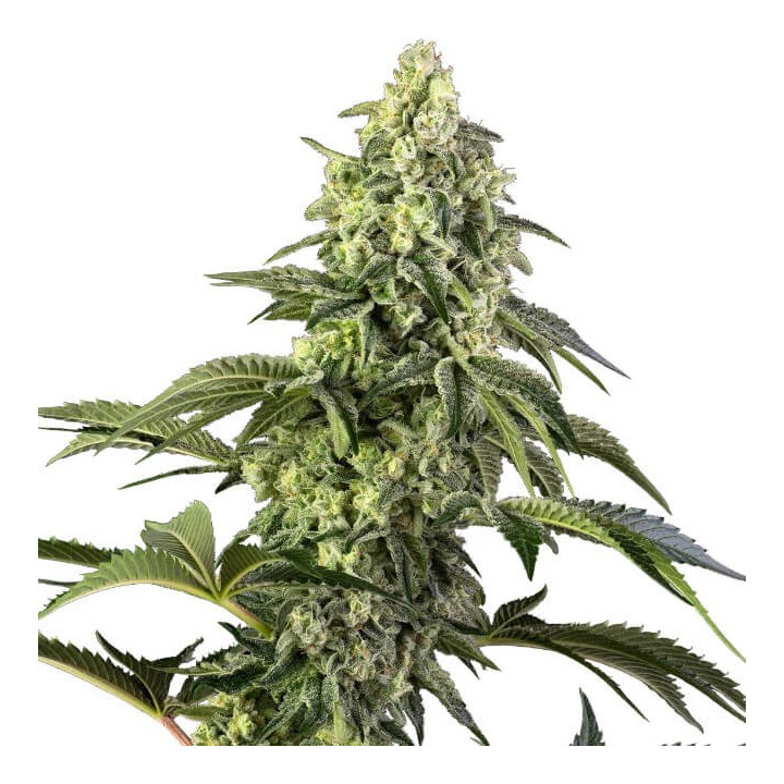 Semillas feminizadas Cosmic Kiss de Sensi Seeds
