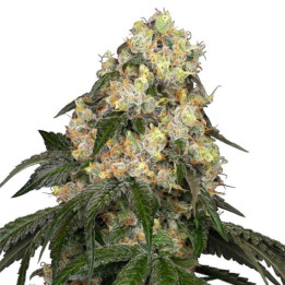 Semillas feminizadas White Biscotti OG XXL de White Label