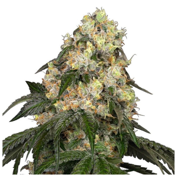 Semillas feminizadas White Biscotti OG XXL de White Label