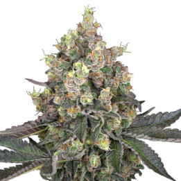 Semillas feminizadas Sweet Berry Breeze de White Label