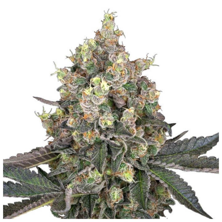 Semillas feminizadas Sweet Berry Breeze de White Label