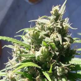Semillas feminizadas Oaxaca A5 Haze de Ace Seeds