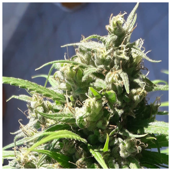 Semillas feminizadas Oaxaca A5 Haze de Ace Seeds