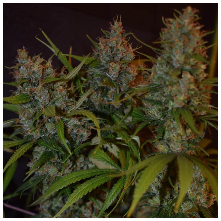 Semillas feminizadas Oaxaca A5 Haze de Ace Seeds