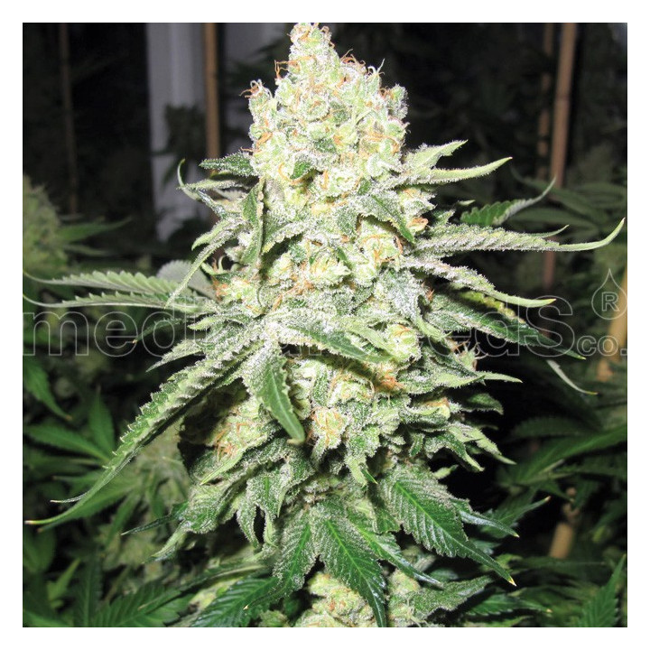 No Name (Medical Seeds)