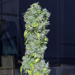 Semillas Autoflorecientes Magic Tree Auto de Eva Seeds