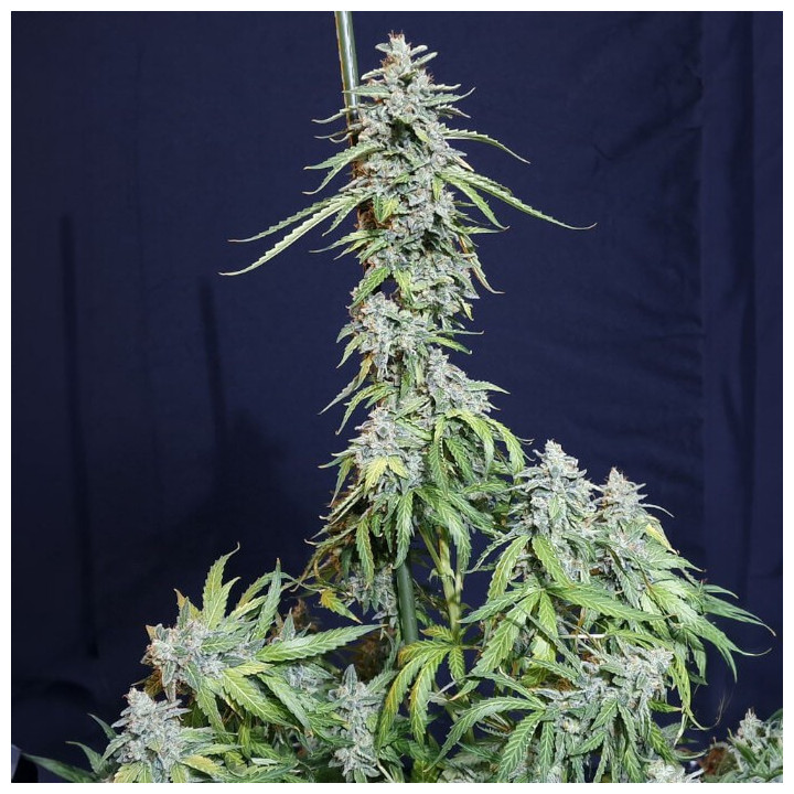 Semillas Autoflorecientes Super Watermelon Auto de Eva Seeds