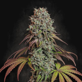 Semillas feminizadas Blue Gem de Paradise Seeds