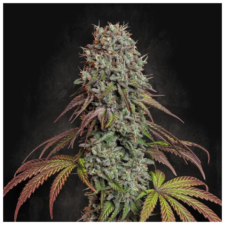 Semillas feminizadas Blue Gem de Paradise Seeds