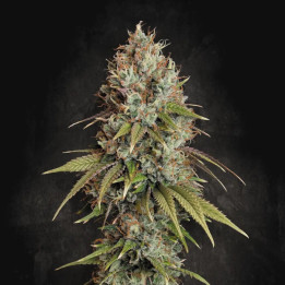 Semillas feminizadas Highway 66 de Paradise Seeds