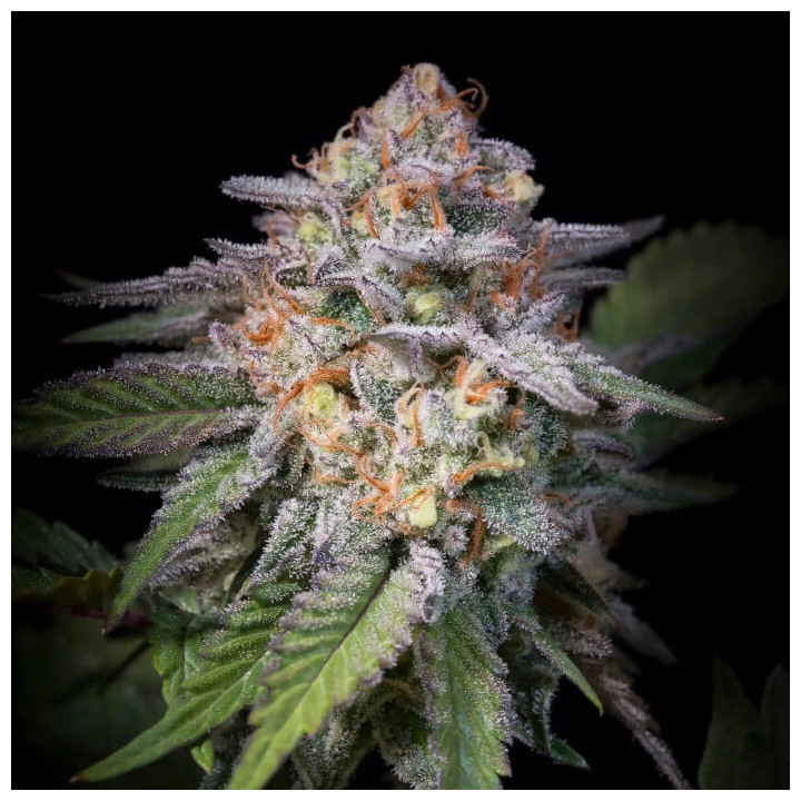 Semillas feminizadas Highway 66 de Paradise Seeds