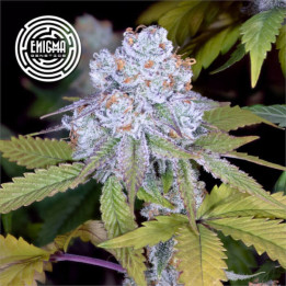 Semillas feminizadas DosiDos Sherbert de Enigma Genetics